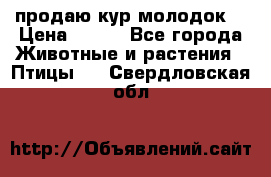 продаю кур молодок. › Цена ­ 320 - Все города Животные и растения » Птицы   . Свердловская обл.